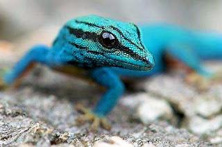 gecko diurno sangre azul