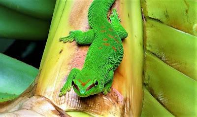 phelsuma grandis