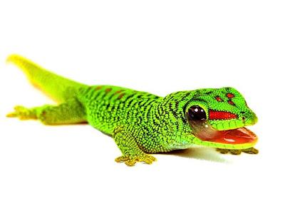 gecko diurno de madagascar