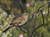 Bandurrita esteparia (Upucerthia dumetaria)