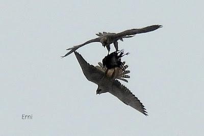 ECONOJA Y ESPECTÁCULOS NATURALES