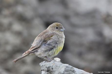 Jilguero austral (Sicalis lebruni)