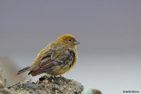 Jilguero austral (Sicalis lebruni)