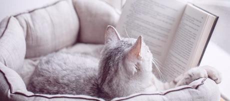 Reseña: El gato que amaba los libros