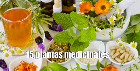 15 plantas Super Medicinales