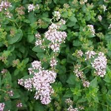 MEJORANA planta sedante y relajante muscular