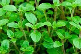 MEJORANA planta sedante y relajante muscular