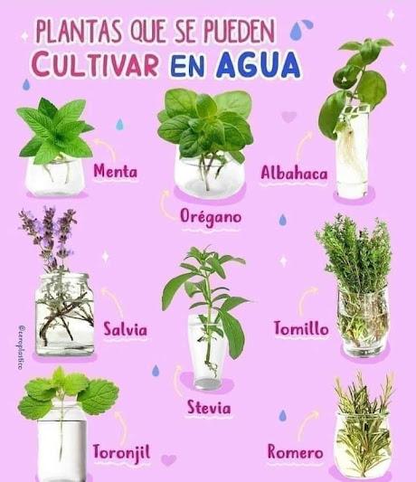 Plantas que se pueden cultivar en AGUA