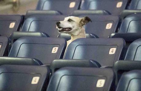 El pienso para perros ¿Es necesario añadir comida húmeda? ¿Debería cambiar el pienso para perros en verano?