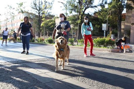 Arranca ayuntamiento jornadas de esterilización canina
