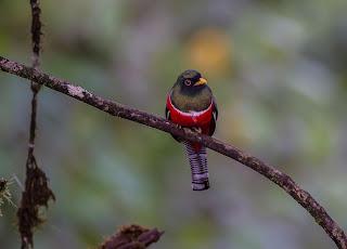 50 años de conciencia ecológica por el Día Mundial del Medio Ambiente