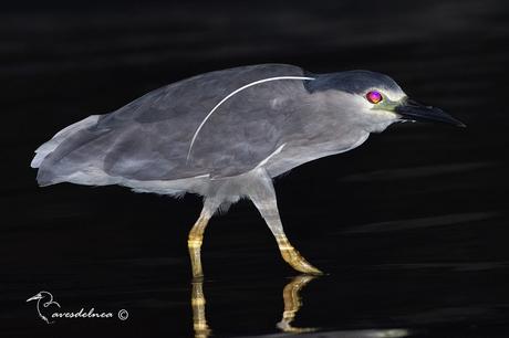 Garza bruja (Black-crowned Night Heron) Nycticorax nycticorax