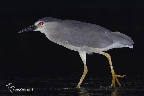 Garza bruja (Black-crowned Night Heron) Nycticorax nycticorax