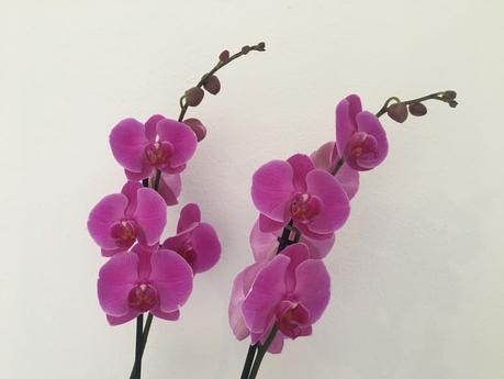 Flores para sorprender en el Día de la Madre flores de orquidea