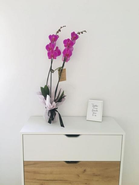 Flores para sorprender en el Día de la Madre plantas para el día de la madre