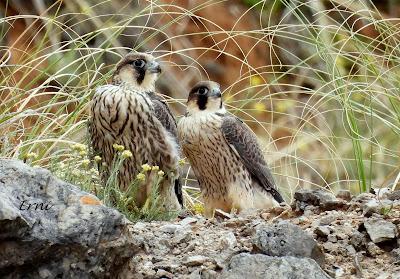 PEREGRINOS DE MUDANZA