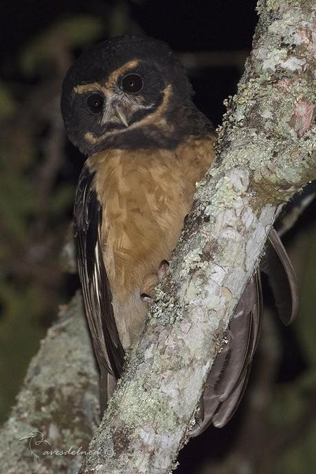 Lechuzón mocho chico (Tawny-browed Owl) Pulsatrix koeniswaldiana