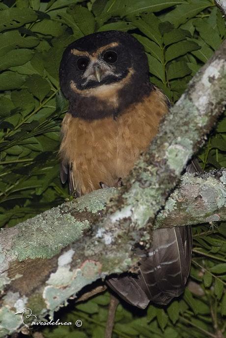 Lechuzón mocho chico (Tawny-browed Owl) Pulsatrix koeniswaldiana