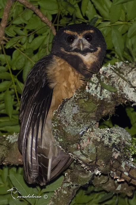 Lechuzón mocho chico (Tawny-browed Owl) Pulsatrix koeniswaldiana