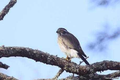 Halconcito gris (Spiziapteryx circumcincta)