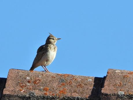 Segundo censo para el Atlas de Aves Nidificantes de Vitoria-Gasteiz (resultados)