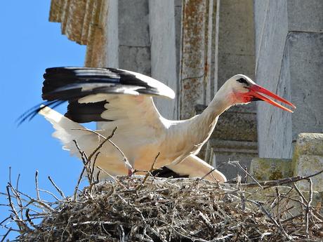 Segundo censo para el Atlas de Aves Nidificantes de Vitoria-Gasteiz (resultados)