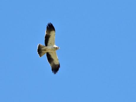 Segundo censo para el Atlas de Aves Nidificantes de Vitoria-Gasteiz (resultados)