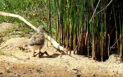 BABY BOOM EN LAS CHARCAS DE CANTABRIA