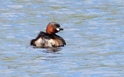 BABY BOOM EN LAS CHARCAS DE CANTABRIA