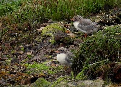 BABY BOOM EN LAS CHARCAS DE CANTABRIA