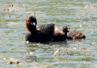 BABY BOOM EN LAS CHARCAS DE CANTABRIA