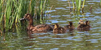 BABY BOOM EN LAS CHARCAS DE CANTABRIA