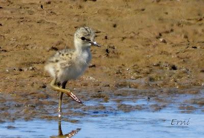 BABY BOOM EN LAS CHARCAS DE CANTABRIA