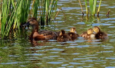 BABY BOOM EN LAS CHARCAS DE CANTABRIA