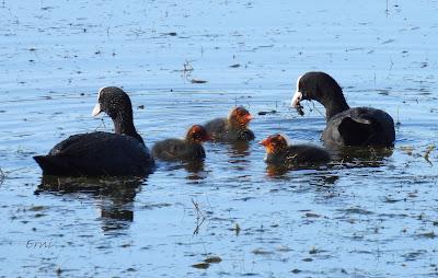 BABY BOOM EN LAS CHARCAS DE CANTABRIA