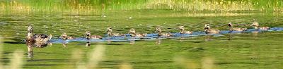 BABY BOOM EN LAS CHARCAS DE CANTABRIA