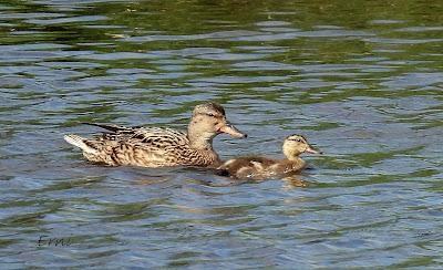 BABY BOOM EN LAS CHARCAS DE CANTABRIA