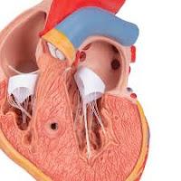 Nuevo tratamiento para la Hipertrofia Cardíaca