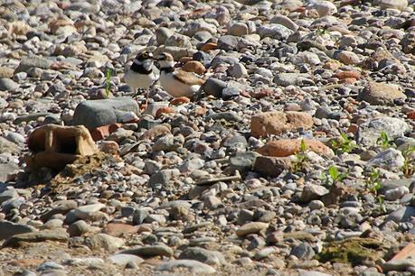 Pareja de chorlitejos chicos