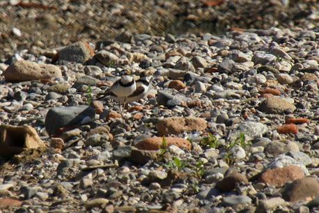 Pareja de chorlitejos chicos