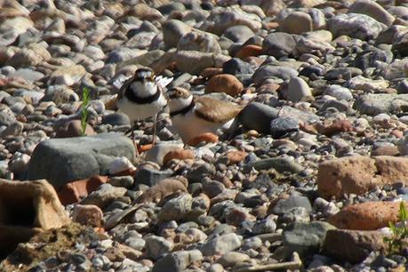 Pareja de chorlitejos chicos