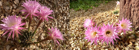 FLOR DE CACTUS GRUSONII ¿Qué decir de estas flores delica...