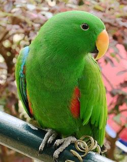 La pequeña escapada de Popi