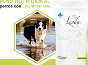 Cuáles síntomas leishmaniasis perros cómo prevenirla