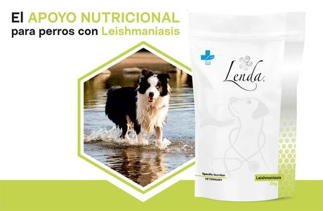 Cuáles son los síntomas de la leishmaniasis en perros y cómo prevenirla