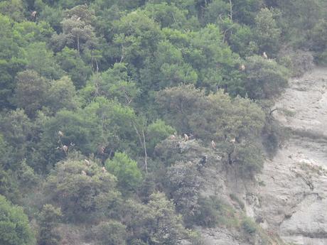 Buitres del vertedero d'Oris