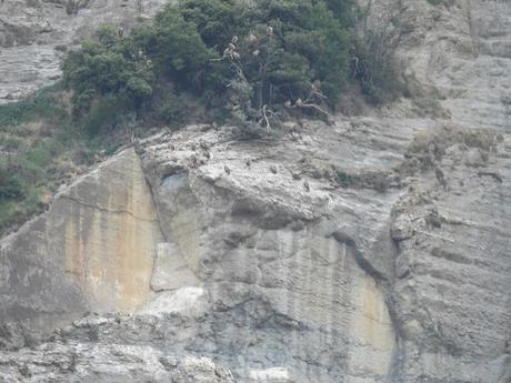 Buitres del vertedero d'Oris