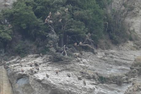 Buitres del vertedero d'Oris