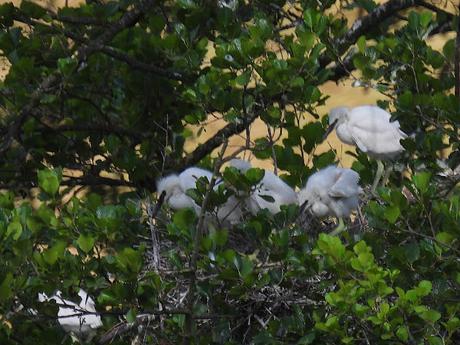 Garceta común pollos