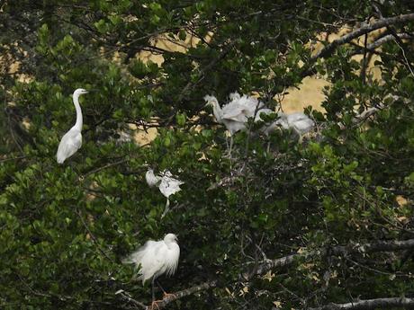 Garceta común pollos